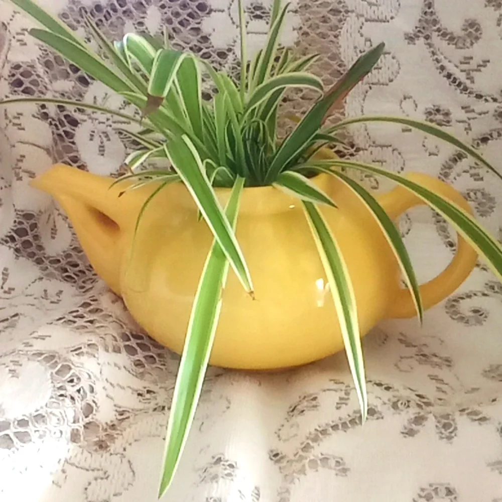 Vintage metlox teapot with 3 airplane plants